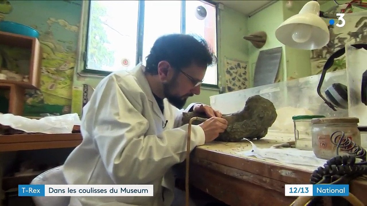 Tyrannosaure : un squelette extraordinaire au Muséum national d'Histoire naturelle