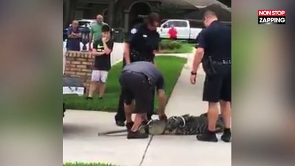 Floride : Un alligator capturé met un violent coup de tête à un dresseur (Vidéo)