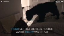 Kat miauwt, hond valt van bed