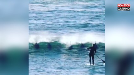 Un homme sur un paddle se fait éjecter par un dauphin, les images hilarantes (Vidéo)