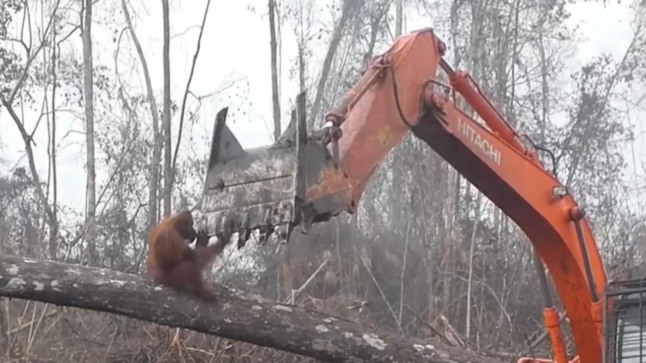 Orangutan Attacks Digger Destroying Its Home