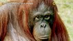 Orangutan tries to stop excavator from destroying forest - TomoNews