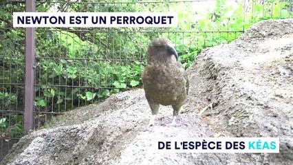 Newton, le kéa qui livre ses pronostics pour la Coupe du monde en marquant des buts