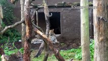 Cette maman léopard ne veut pas que ses petits grimpent à l'arbre... Dur dur la vie de parent
