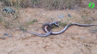 Kur dy gjarpërinj helmues përballen me njëri-tjetrin