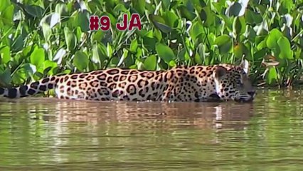 Top 10 MOST POWERFUL ANIMALS in the World including Tiger, Rhino, Polar Bear