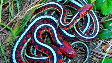 5 Bizarre Animal Gatherings Around The World