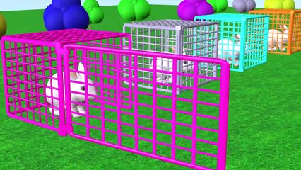 Aprender colores aprender forma y números w Conejo comer zanahoria