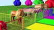 Aprender colores Equivocación bebé emparejado w Granja y animales salvajes