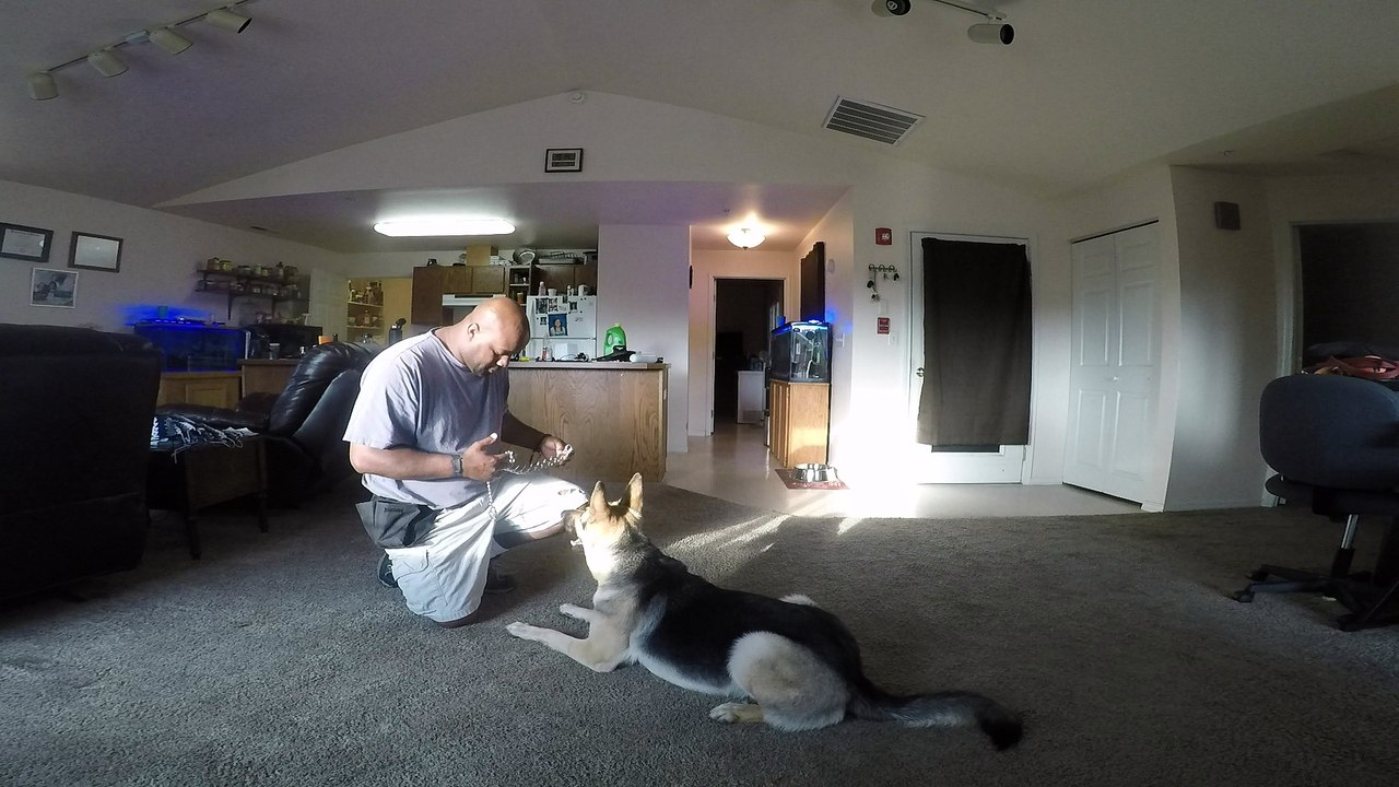 Leash Pressure Training