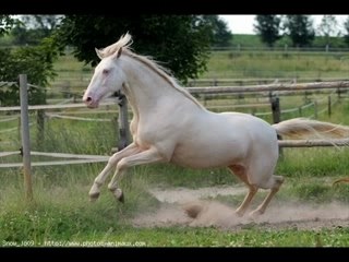 Chevaux sauvage de johanna