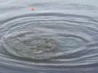 une breme traitée comme une carpe