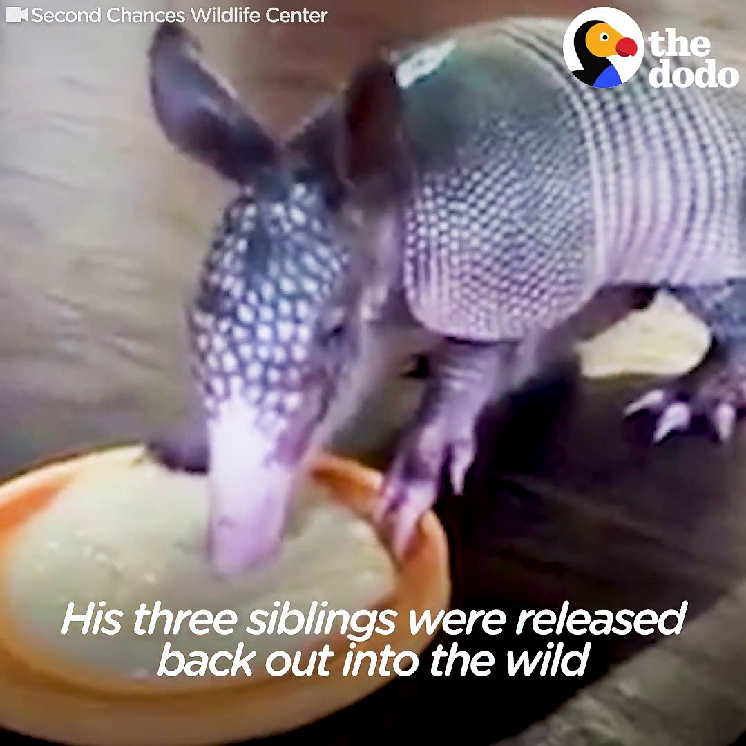 This little armadillo loves bathtime — he's always trying to jump in the shower with Mom!
