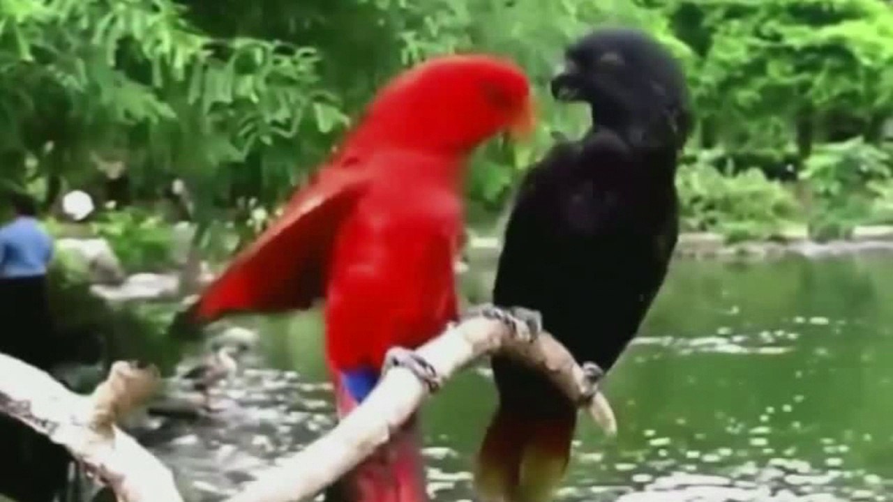 Regardez et PROFITEZ - OISEAU du PARADIS SUR TERRE