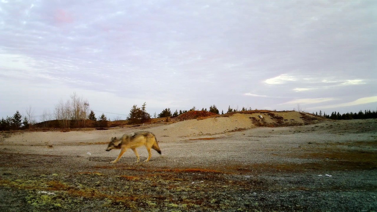 2018-06-03 -Loups-IMAG0017