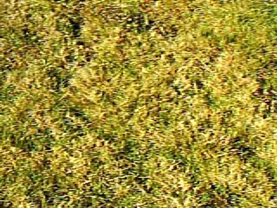 quads bruit echappement origine 350 banshee