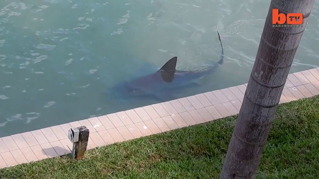 En floride, les requins nagent au bord des villas
