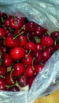 1528608226599 cherry worms 樱桃虫 ulat cherri