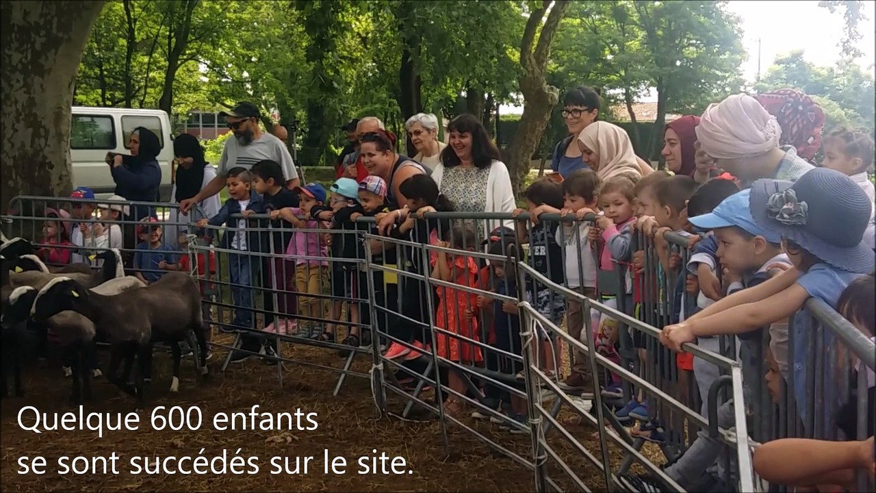 Tonte des moutons à Montélimar