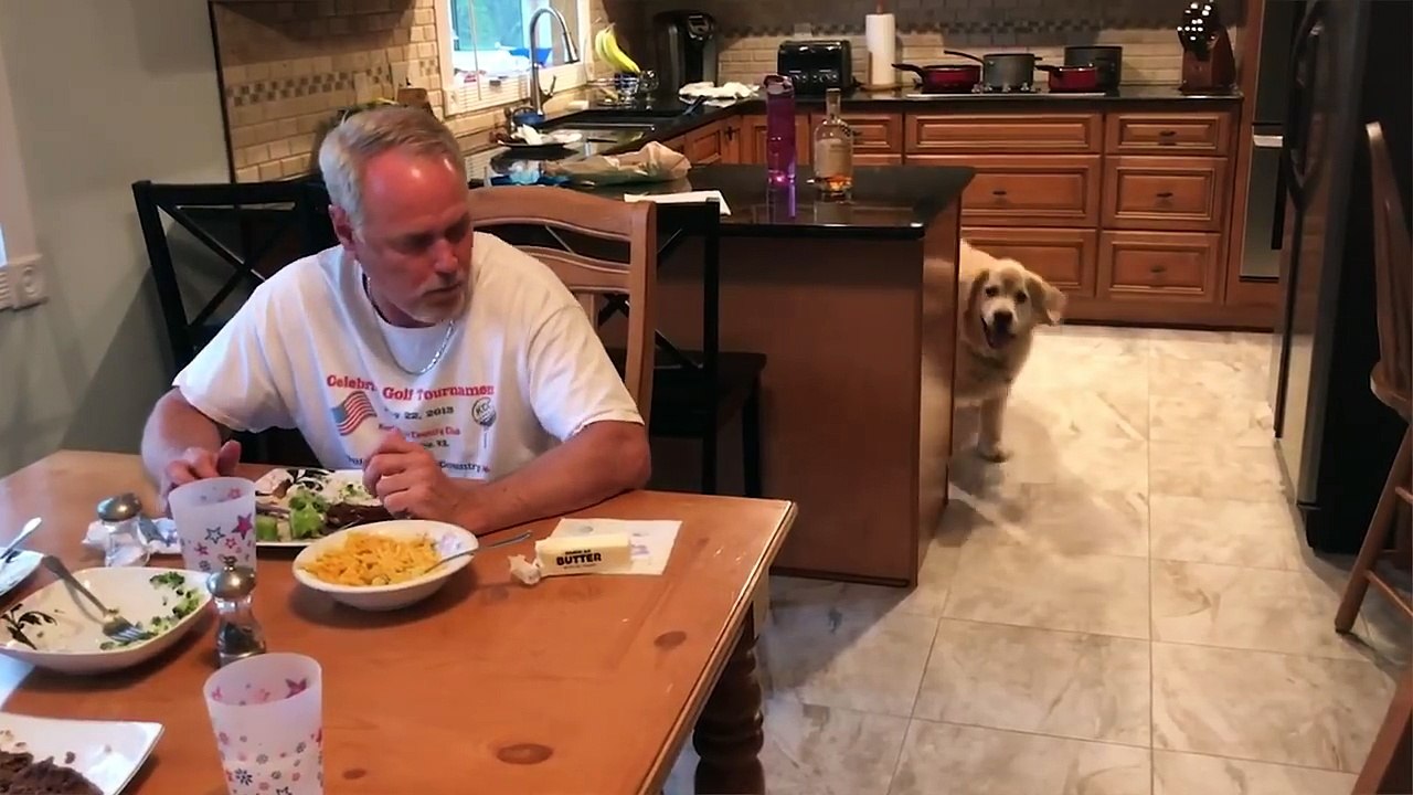 Good Dogs and Smart Puppies Compilation 2018 | Funny Pet Videos