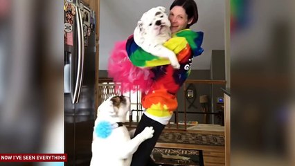 THESE CUTE AND FUNNY PETS THINK THAT THEY'RE KIDS