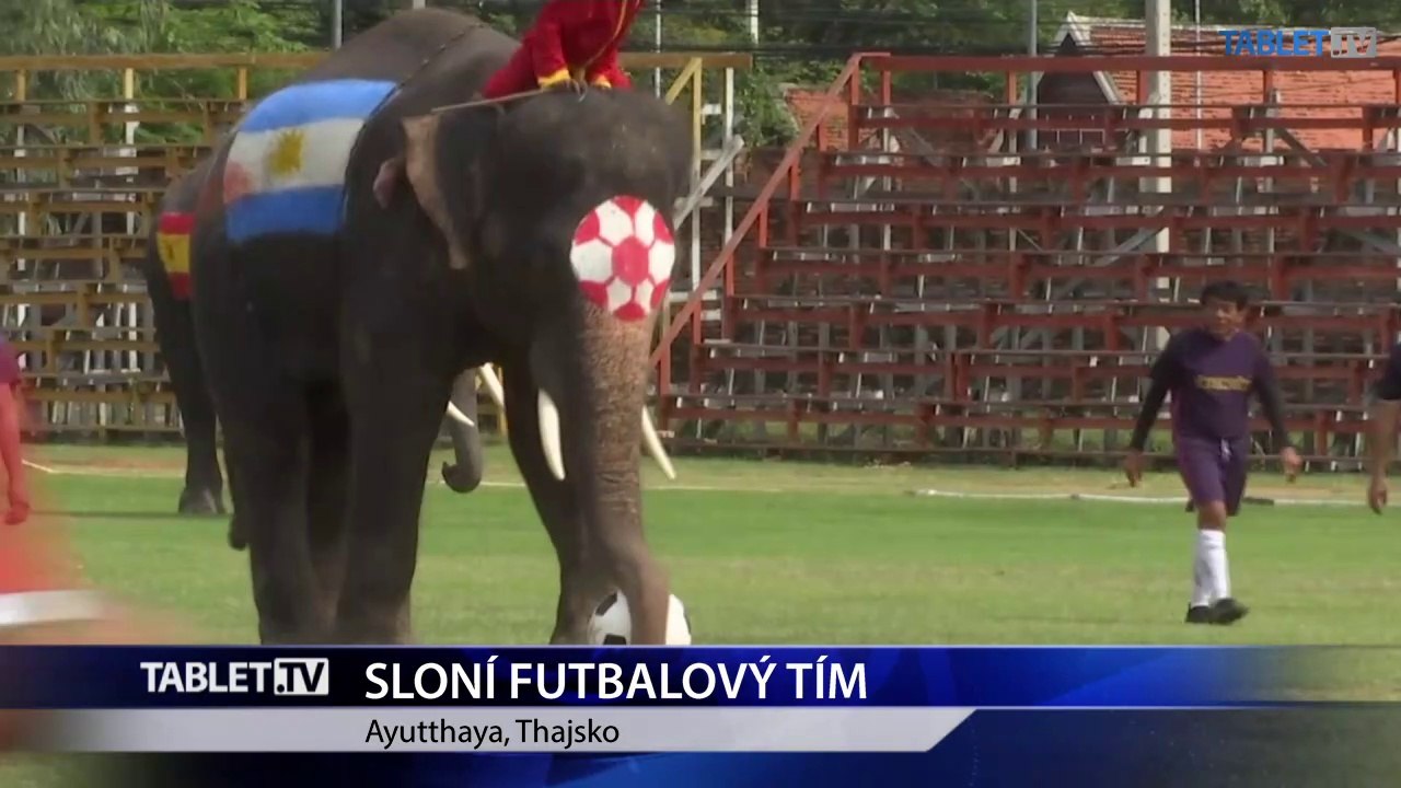 Na ihrisko postavili sloní futbalový tím, aby zabojovali proti hazardu