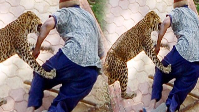 தாயின் கண் முன்னே மகனை கடித்து தின்ற சிறுத்தை- வீடியோ