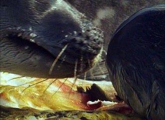 David Attenborough Élet A Fagyban E05