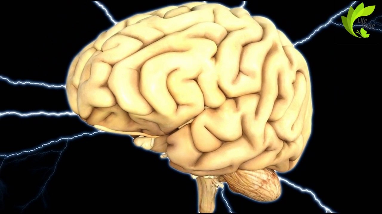 ALIMENTOS QUE MEJORAN TU RENDIMIENTO MENTAL (POTENCIA TU CEREBRO)
