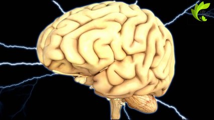 ALIMENTOS QUE MEJORAN TU RENDIMIENTO MENTAL (POTENCIA TU CEREBRO)