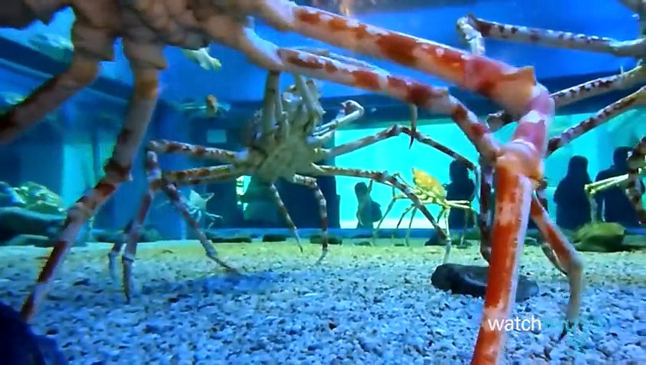Top 10 Most Terrifyingly COLOSSAL Animals of All Time