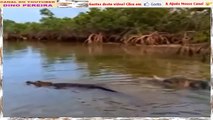 Confrontos E Canibalismo Com Crocodilos, Aligatores...