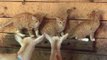 Three Adopted Kittens Meet a Herd of Goats