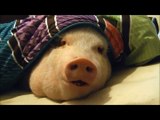 Sleeping Pig Wakes Up for a Cookie !