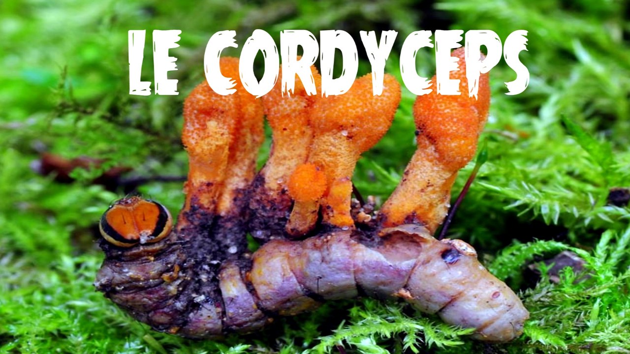 LE CORDYCEPS - UN VIAGRA NATUREL - À Votre Table #10
