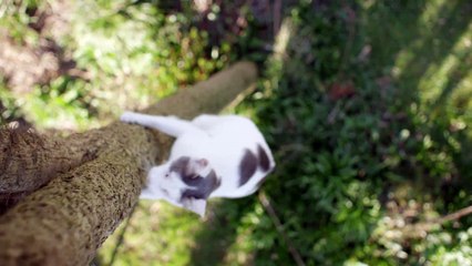 BBC Secret Life of Cats