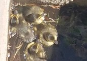 Reno Firefighters Rescue Ducklings From Storm Drain, Return Them to Their Mama