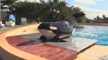 Morgan, la orca sorda del Loro Parque, en los últimos meses de su embarazo