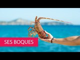 SES BOQUES - SPAIN, BALEARIC ISLANDS