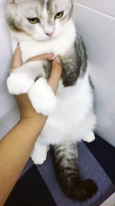 when cat make a mistake