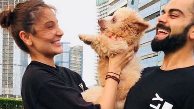 அனுஷ்கா சர்மா, விராட் கோஹ்லி தம்பதியின் புதிய செல்லம்- வீடியோ