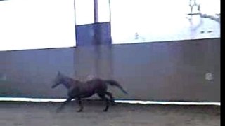 Free horse / cheval en liberté