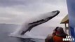 Une baleine saute hors de l'eau sous les yeux de touristes ébahit