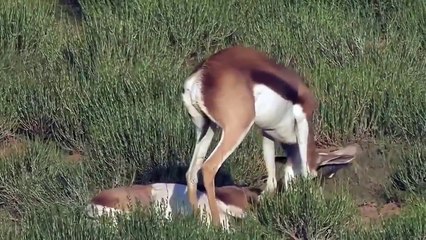 Two Antelopes Were Stuck To Each Other's Horns And Became Preys For
