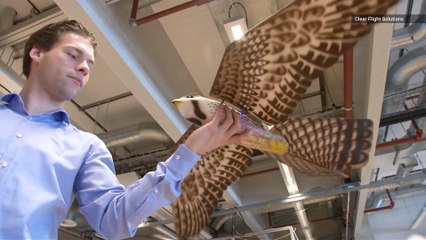 See the Robot Falcon Stopping Birds from Colliding with Planes