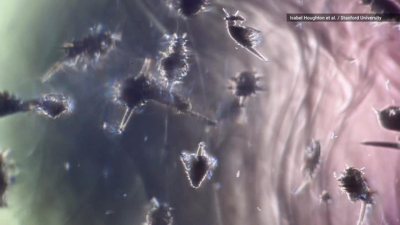 Swarms of Tiny Sea 'Insects' Create Ocean Currents, Study Finds