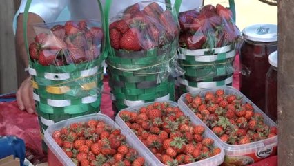 Yoğun Sis ve Yağmur Çilek Üretimini Etkiledi