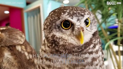 Esta lechuza te agradecerá las caricias
