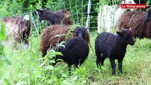 ​Saint-Brieuc. Moutons et chèvres broutent dans le jardin du Département