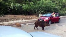 Aç kalan yaban domuzları Marmaris şehir merkezinde yiyecek aradı - MUĞLA